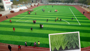 足球场草坪能否上色？背后真相与影响因素全解析