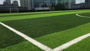 足球场草皮会被踩死吗？是否有毒？一文为你揭秘