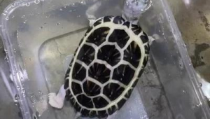 足球龟冬天能否混养，这些要点你需知晓