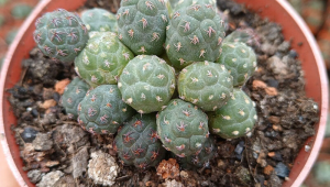 无刺足球团扇会开花吗？探究这一独特植物的开花奥秘