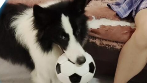 和边牧踢足球合适吗