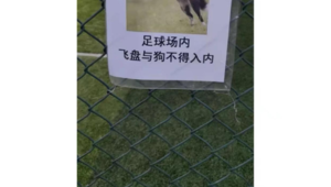 足球场禁止飞盘进入吗？探讨飞盘与足球场地使用规则冲突