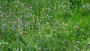 树叶足球能开花？探寻这一独特设想背后的奇妙与可能