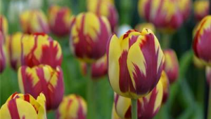 荷兰足球叫郁金香吗是真的吗