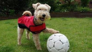 小狗会玩足球吗?背后原因究竟藏着怎样的秘密?