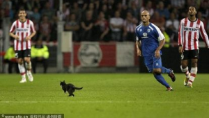 足球场现猫咪身影，它与足球的趣味互动，你见过吗？