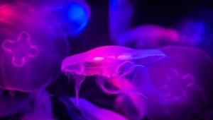 足球大水木粉色有毒吗
你提供的内容表述比较奇怪,不太明确“足球大水木粉色”具体所指,若有更清晰准确的需求可随时告知我调整。