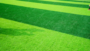 购买足球草皮违法吗?违法会被判几年?