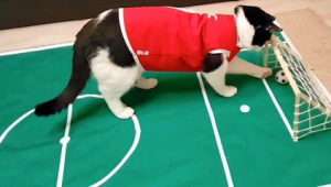 猫踢足球进球究竟是哪场比赛引发热议