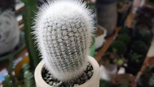 足球团扇在国内能开花吗