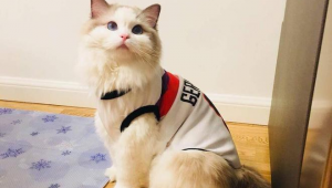 足球布偶猫价格有区别吗