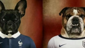 巴西狗都会踢足球吗？探寻足球王国里萌宠与足球的奇妙关联