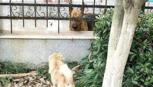 男朋友腹泻了还能踢足球吗