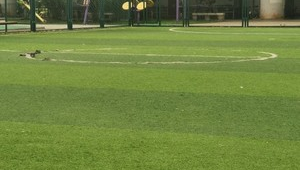 每个社区都有足球场吗？探讨社区体育设施的现实与期待