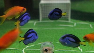 足球金鱼真的有用吗