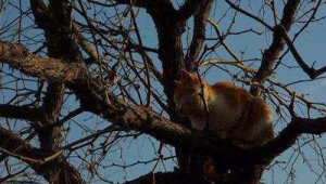 猫咪的足球梦是真的吗?是奇思幻想还是暗藏无限可能?