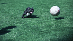 小狗可以进足球场吗