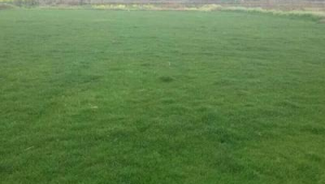 果岭草究竟适不适合足球场？一文带你深入剖析