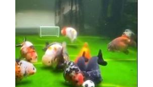 鱼缸里可以放足球吗